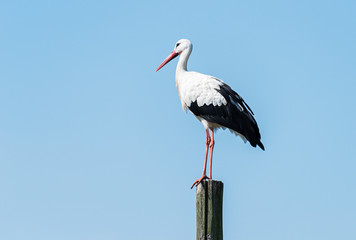 stork standing on wooden pole