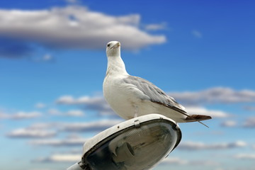 beautiful gull over cloudy sky