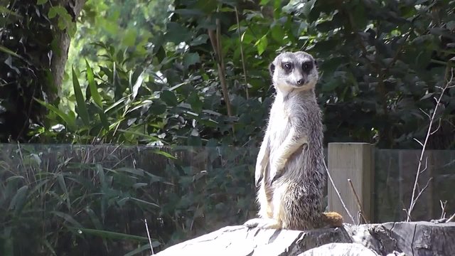 Suricate Suricata suricatta