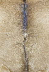Deer skin