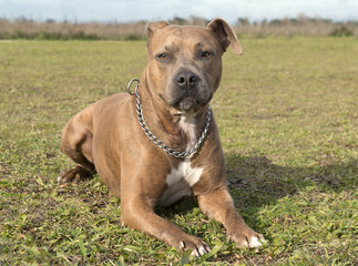 american staffordshire terrier