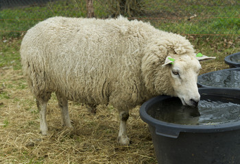 Naklejka premium sheep drinking water