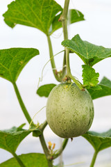 The organic melon in greenhouse