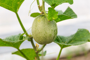 The organic melon in greenhouse