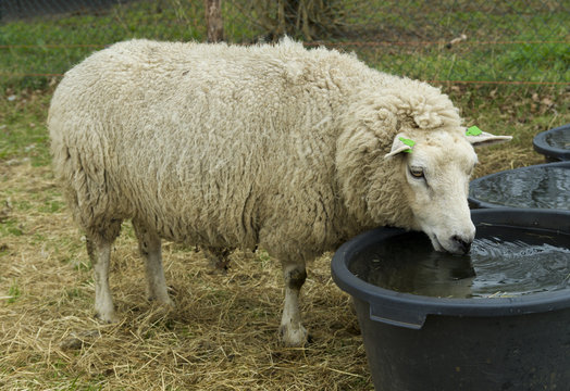 sheep drinking water
