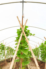 Vertical rows of organic melon plant with deep DOF