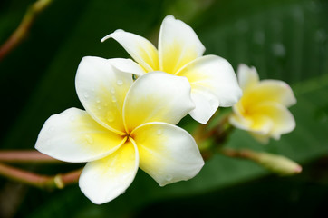 White and yellow frangipani flowers on natural background.