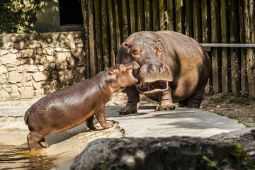 Cucciolo di ippopotamo con la madre