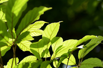 Fototapeta na wymiar Green Leaves in Bright Light.