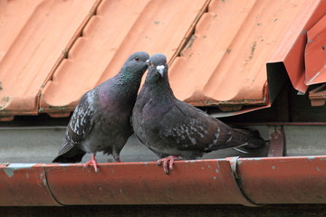 pigeons being affective