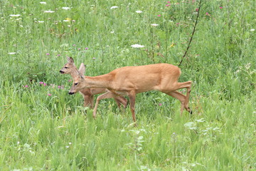roe deers in the grass
