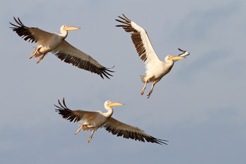 Fototapeta na wymiar three great pelicans flying
