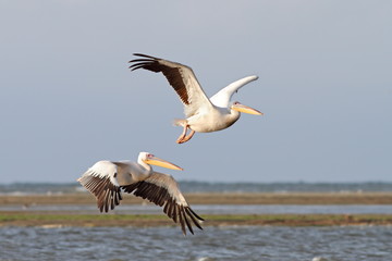 Fototapeta na wymiar dwa pelikany latające nad morzem
