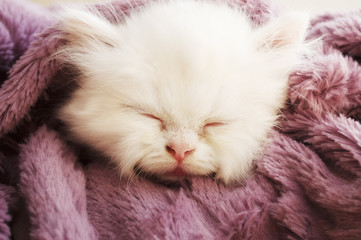 Fototapeta premium Persian kitten asleep