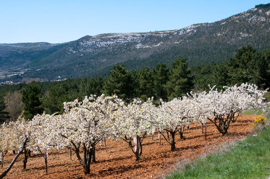 Campo de cerezos en flor (Espa&ntilde;a)