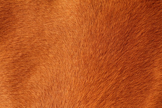 textured pelt of a brown horse