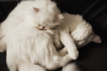 Obraz premium Cats sleeping