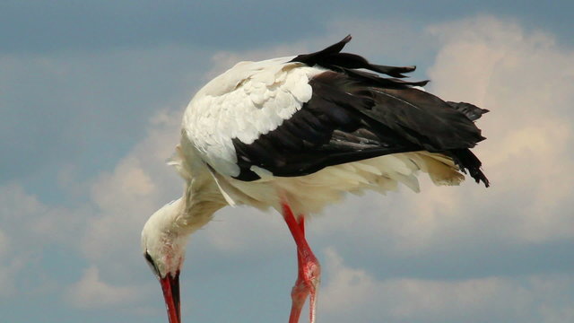 Walking stork white and black, sky and clouds background