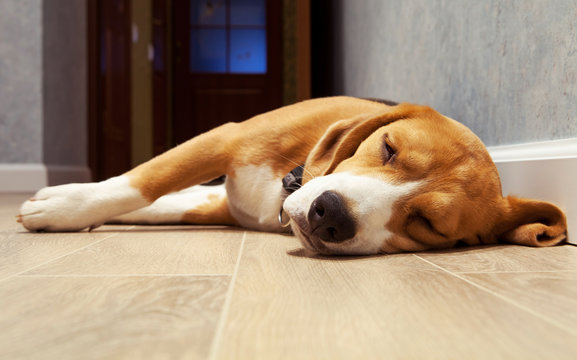 Slleeping beagle dog on the wood floor
