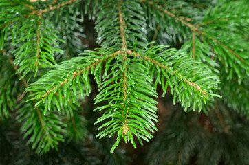 Green  pine branch in spring