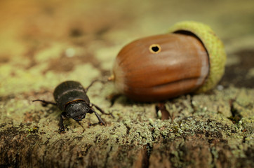 Stag beetle and acorn on tree trunk