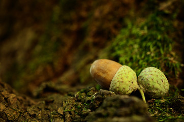 Oak acorn on mossy tree © SasaStock