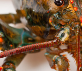 Macro of living lobster