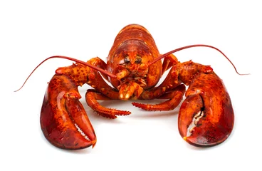 Foto auf Glas Red lobster © Antonio Gravante