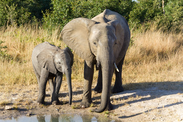 Elephant Mother and Calf at Waterhole