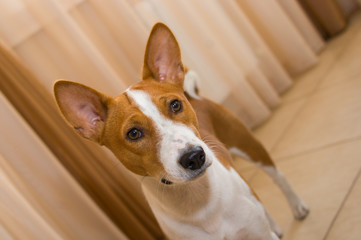 Obraz premium Indoor portrait of Basenji dog (10 month old)