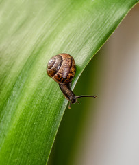 Travelling of curious snail on a leaf