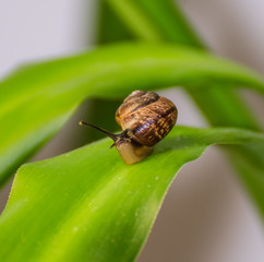 Travelling of curious snail on a leaf