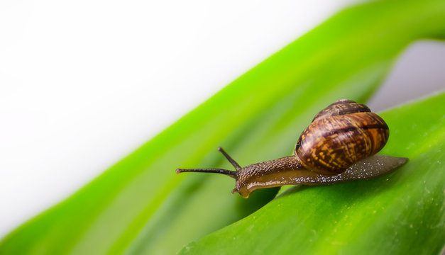 Curious snail on a leaf. Space for text.
