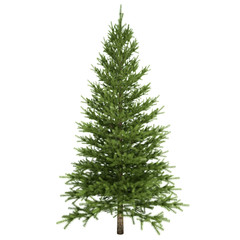 Fir Tree Isolated