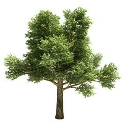 Fototapeta premium White Oak Tree Isolated