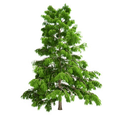 Cedar Tree Isolated