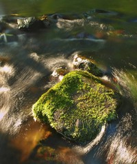 Mossy stone in water of mountain river, first colors of fall.