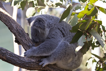 Fototapeta na wymiar Śpi Koala