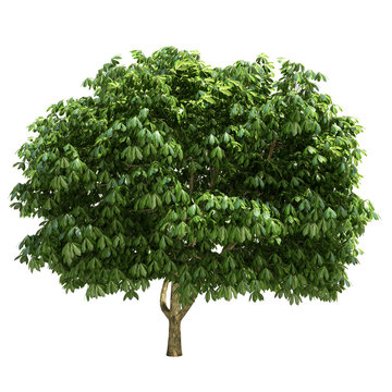 Buckeye Tree Isolated