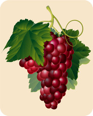 Grapes. Vector.