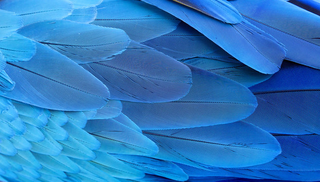 Blue feathers Blue feather, Shades of blue, Feeling blue