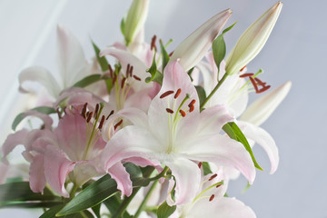 Obraz premium beautiful pink lily