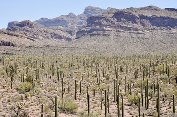 Organ Pipe Cactus National Park, Arizona