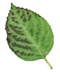 Hydrangea Hortensia leaf