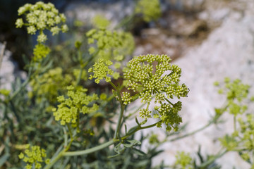 Rock samphire (Crithmum maritimum)