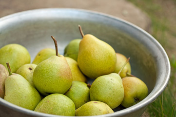 Pear fruits in bowl
