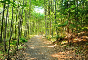 Forest path