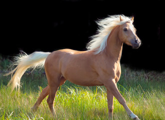 Obraz premium galoping palomino welsh pony at black background