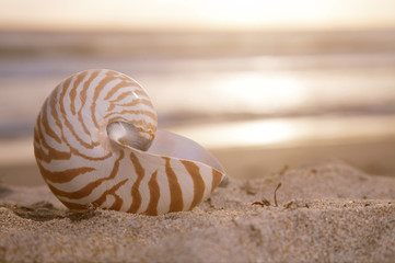 golden nautilus shell on beach, sunrise and  tropical sea