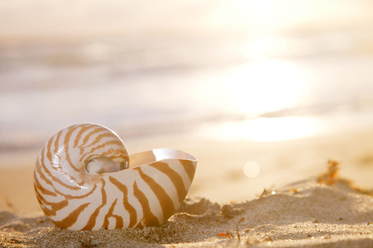nautilus shell on beach, sunrise and  tropical sea